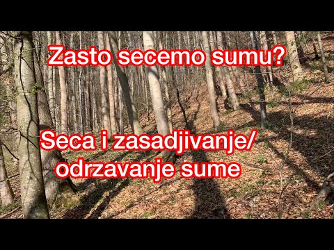 Seca i odrzavanje sume! Zasadjivanje Stabala. Zasto secemo sumu? Objasnjenje