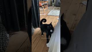 Download lagu Part 65  #funny #cat#OddlySatisfying mp3