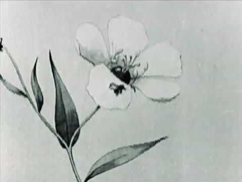 ITAKO - flowers