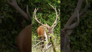 Age this stag with me!