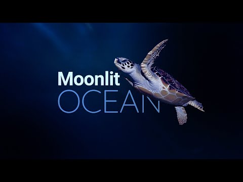 Moonlit Ocean | 10 hrs for sleep | Sea turtles, stingrays, sharks, fish | Relaxing ocean sounds