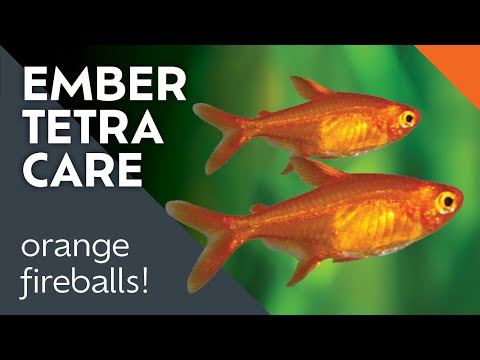 Ember Tetra Care Guide: What I Learned