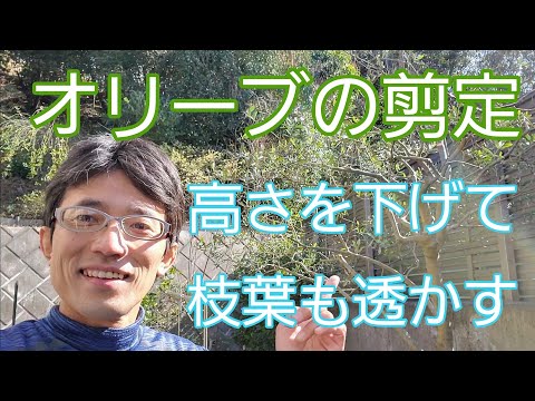 鉢植えのオリーブの木の手入れ方法は？取り入れるべき正しい行動！  庭園