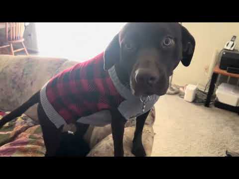 Dog got a sweater. Getting cold so Reese the doggo got a new sweater, what do you think??