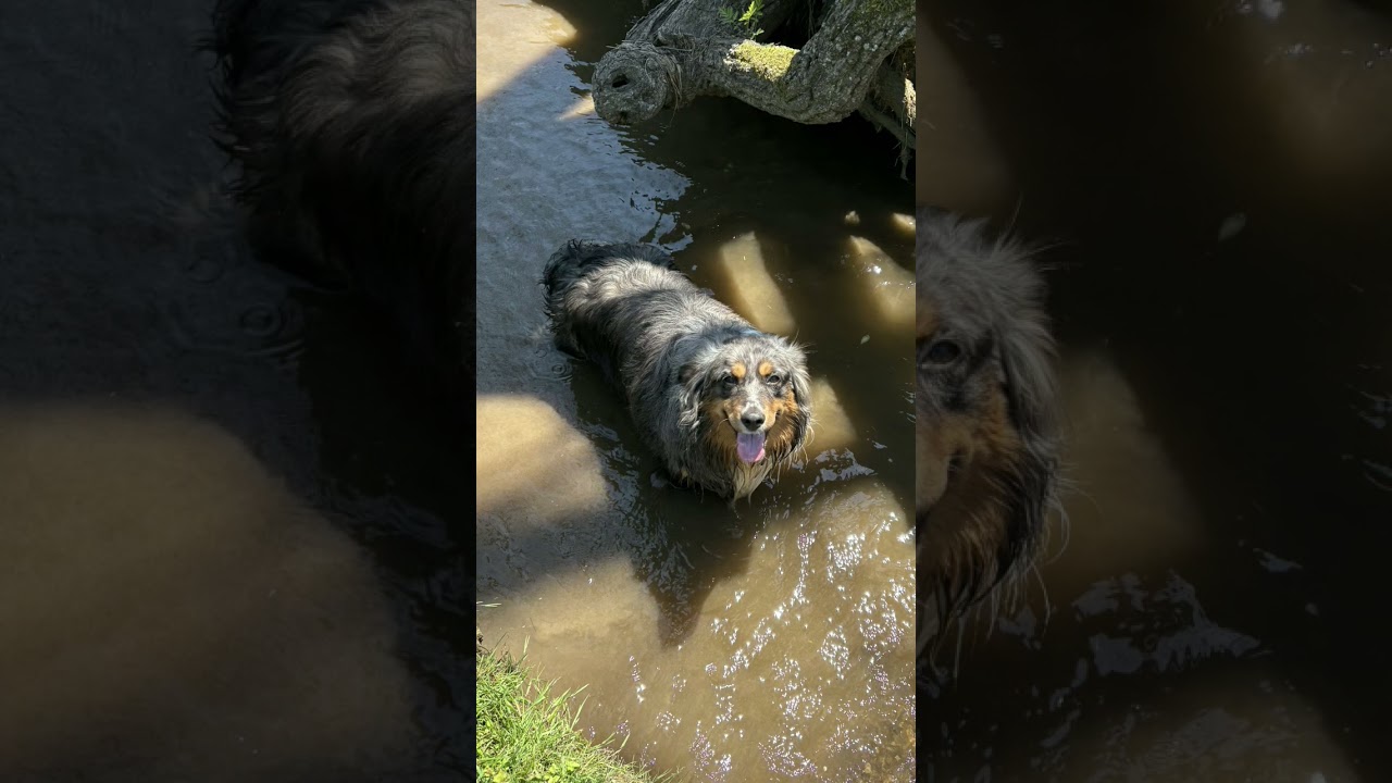 Duke, a Adoptable Australian Shepherd in Mount Airy, MD video 1/4