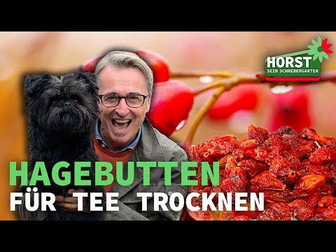 Hagebutten für Tee trocknen – Vitamin C Superfood ganz einfach selber herstellen!