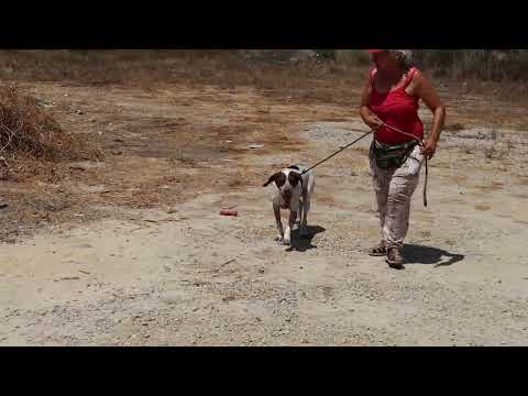 Vídeo de PILOTO