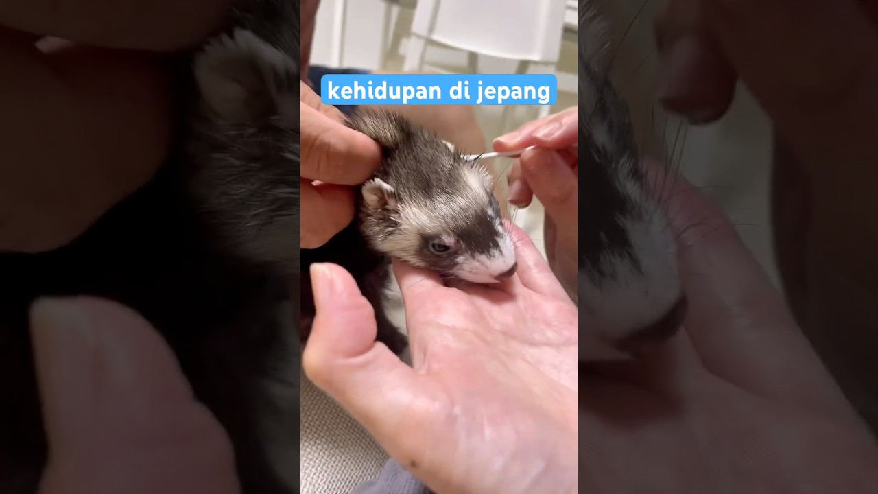 KEHIDUPAN DI JEPANG BARENG ISTRI JEPANG #kerjadijepang #kehidupandijepang #vlog