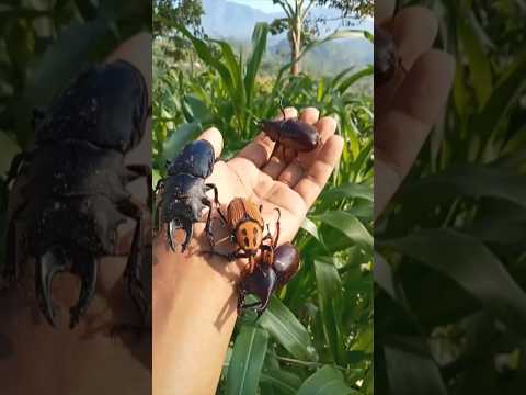 4 species of horn beetles#insect#animals  #beetle
