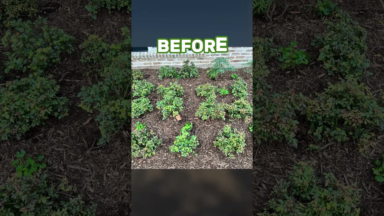 Drift Roses: Before & After Glow Up ๐น โ Houston TX landscaping project by ML&D