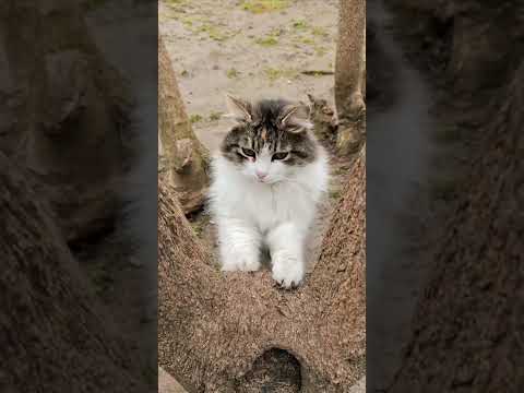 Cute cats!!Funny cats7#shorts