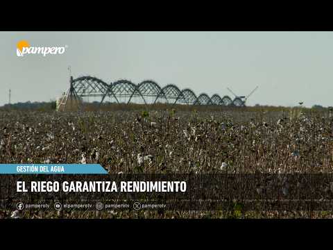 El riego garantiza rendimiento