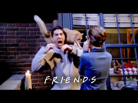 ロスが猫に襲われる｜フレンズ (Ross Gets Attacked by a Cat | Friends)