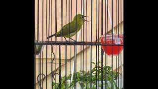 Download lagu pleci tembakan lagu unikk... masih muda dan bahaya mp3 Download lagu pleci tembakan lagu unikk... masih muda dan bahaya mp3