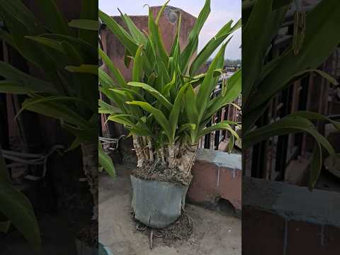 wow Beautiful cat. #cats #viral #youtube #video #funny #short