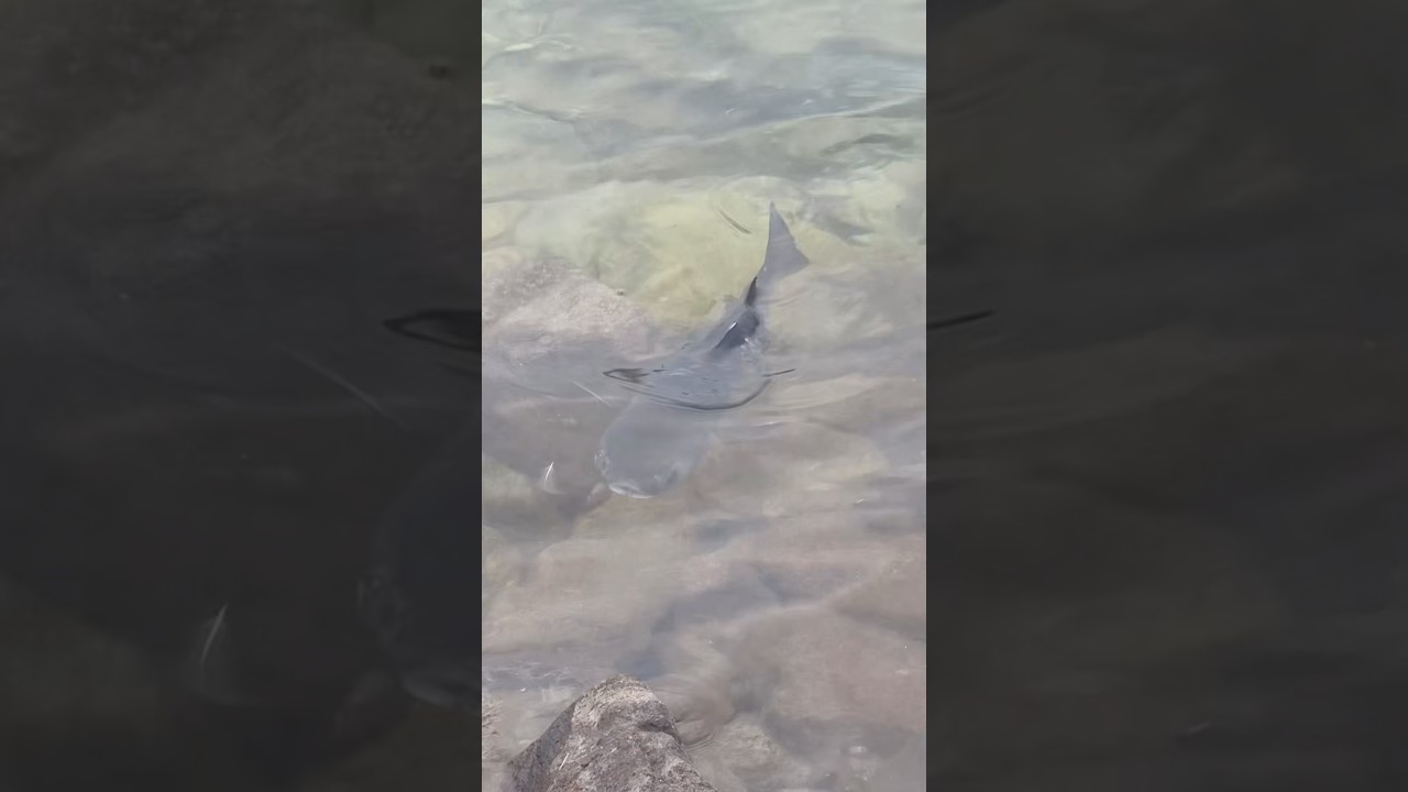 兵庫の海でみつけたお魚が近づいてきたんですけどなぜでしょうか #兵庫県 #明石海峡大橋