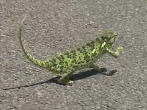 Wiz Khalifa ft. Gangster Gecko - Black and Yellow