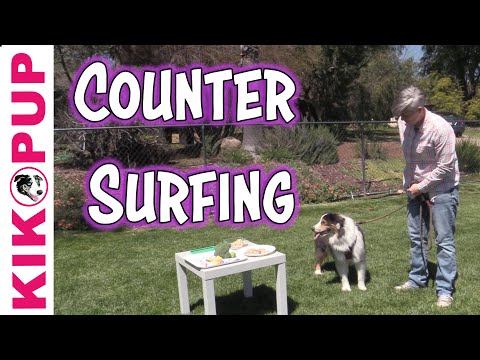 Stop Counter Surfing - Dog Training Games