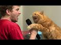 Hilarious Cats Being Total Mini Humans Funny Cat Videos