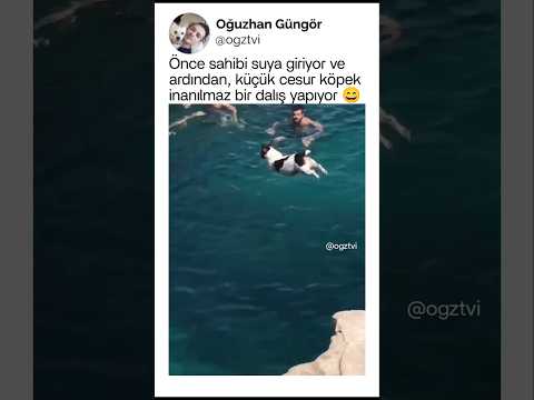 Minik köpeğin, cesur dalışı