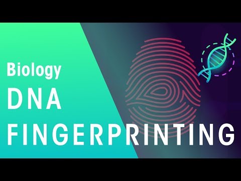 DNA Fingerprinting | Genetics | Biology | FuseSchool