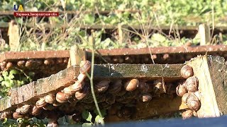 На Закарпатье открылась ферма улиток
