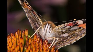 BUTTERFLY PHOTOGRAPHY - Tips And Tricks...Plus A Secret Revealed