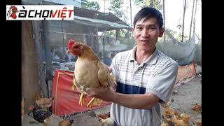 Bình Định - Nông dân triển khai mô hình chăn nuôi gà bằng thảo dược | gachoiviet.com