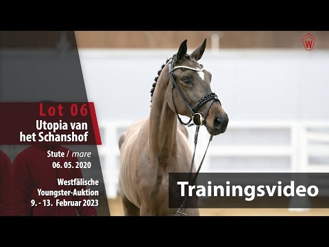 Youngster Online-Auktion Training Lot 06 Utopia v.h. Schashof Stute v. Pegase van´t Ruytershof-Codex