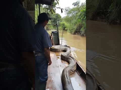 Giant anaconda caught on amazon! #trendingreels #anaconda #amazon #ai #viralreels