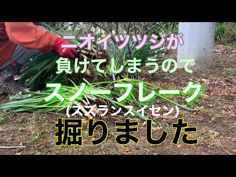 小低木のバラ「スノーフレーク」 植物