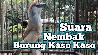 Download lagu Suara Tembakan Burung Kaso Kaso Gacor Untuk Pancingan Bunyi mp3 Download lagu Suara Tembakan Burung Kaso Kaso Gacor Untuk Pancingan Bunyi mp3