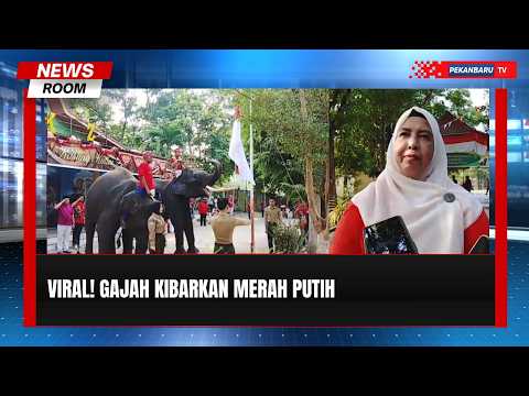Unik! Dua Gajah Sumatera Kibarkan Merah Putih di HUT RI