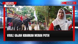 Unik! Dua Gajah Sumatera Kibarkan Merah Putih di HUT RI