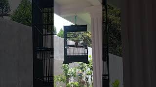 Download lagu Robin lagu panjang,,cengkok nya mantap #robin #birds #gacor mp3