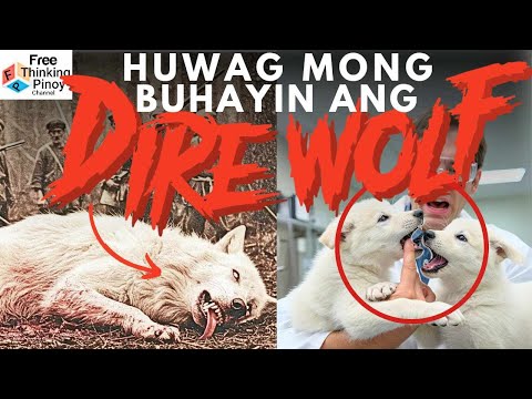 PAANO BINABALIK ANG EXTINCT ANIMALS | How Dire Wolf Came Back to Life