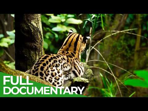 Wild Nicaragua Fantastic Creatures