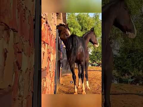 Великолепные лошади | Спокойствие и красота природы#Лошади #Лошадь #КрасивыеЛошади