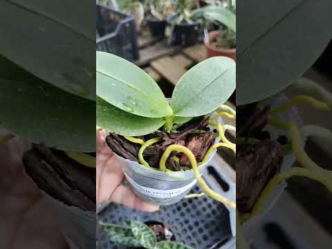 ZAP 11940050033 Judith de Goiás @Mais Orquídeas #plantas #flores #orquideas
