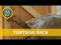 London Zoo Hosts Very Slow Race Between Three Sister Tortoises Your Morning