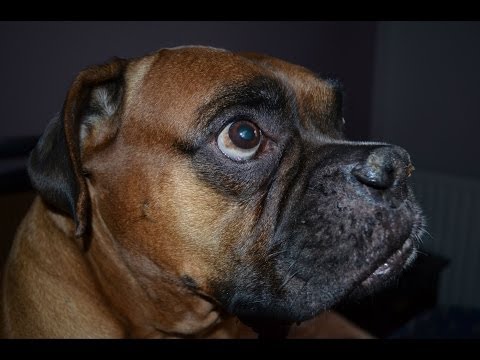 The laziest dog ever !! ;))