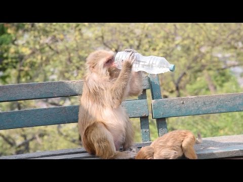 Monkey Steals Water Bottle