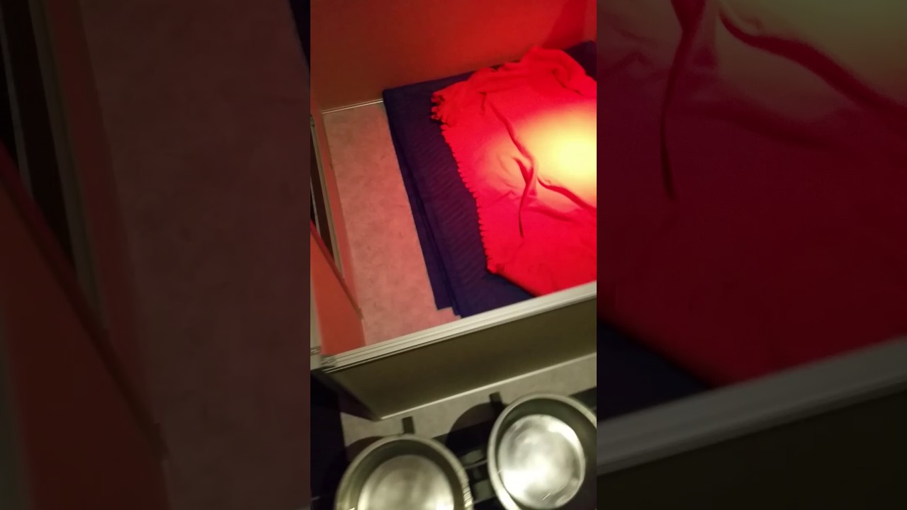 Caisse de mise bas + espace d'ébats pour chiots