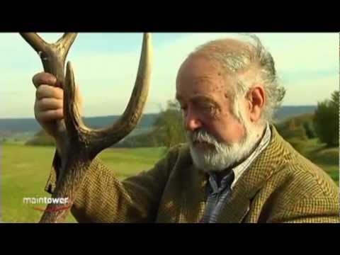 Hirsche im Stacheldraht