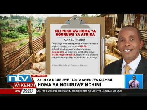 Zaidi ya nguruwe 1,470 wafa katika Kaunti ya Kiambu kufuatia mlipuko wa Homa ya Nguruwe