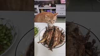 食いしん坊なにゃんこ😋#にゃんこ #子猫 #猫との暮らし #ペット動画 #癒し動物 #もふもふ猫 #かわいい猫