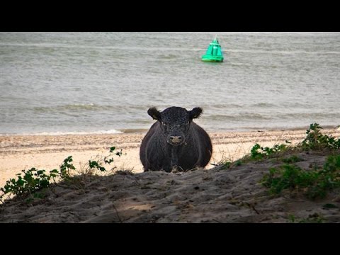 De pitchclip van Heleen: "Koe en foto lieten zich  - HET PERFECTE PLAATJE