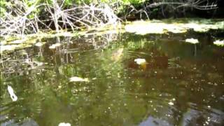 preview picture of video 'Buckhead Outer Canal Bass Fishing 4-3-2011'