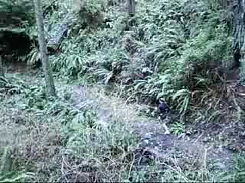 Running in the Redwoods