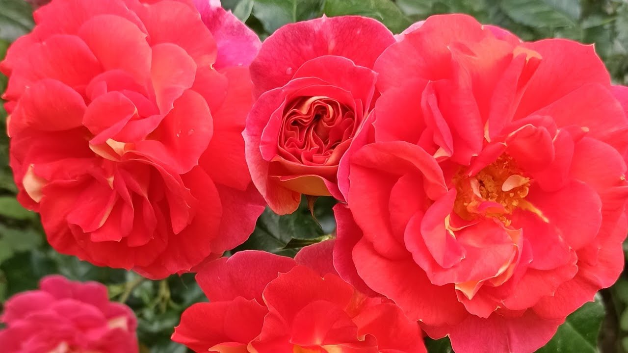 Любителям штамбов посвящаю!???? Братья Гримм!